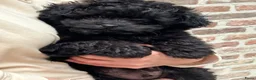 Kruising honden te koop: Mini doodle reu - Advertentie 6