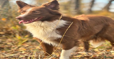 Kruising honden 1/4 Australian shepard x 3/4 Border collie pups - Advertentie 6