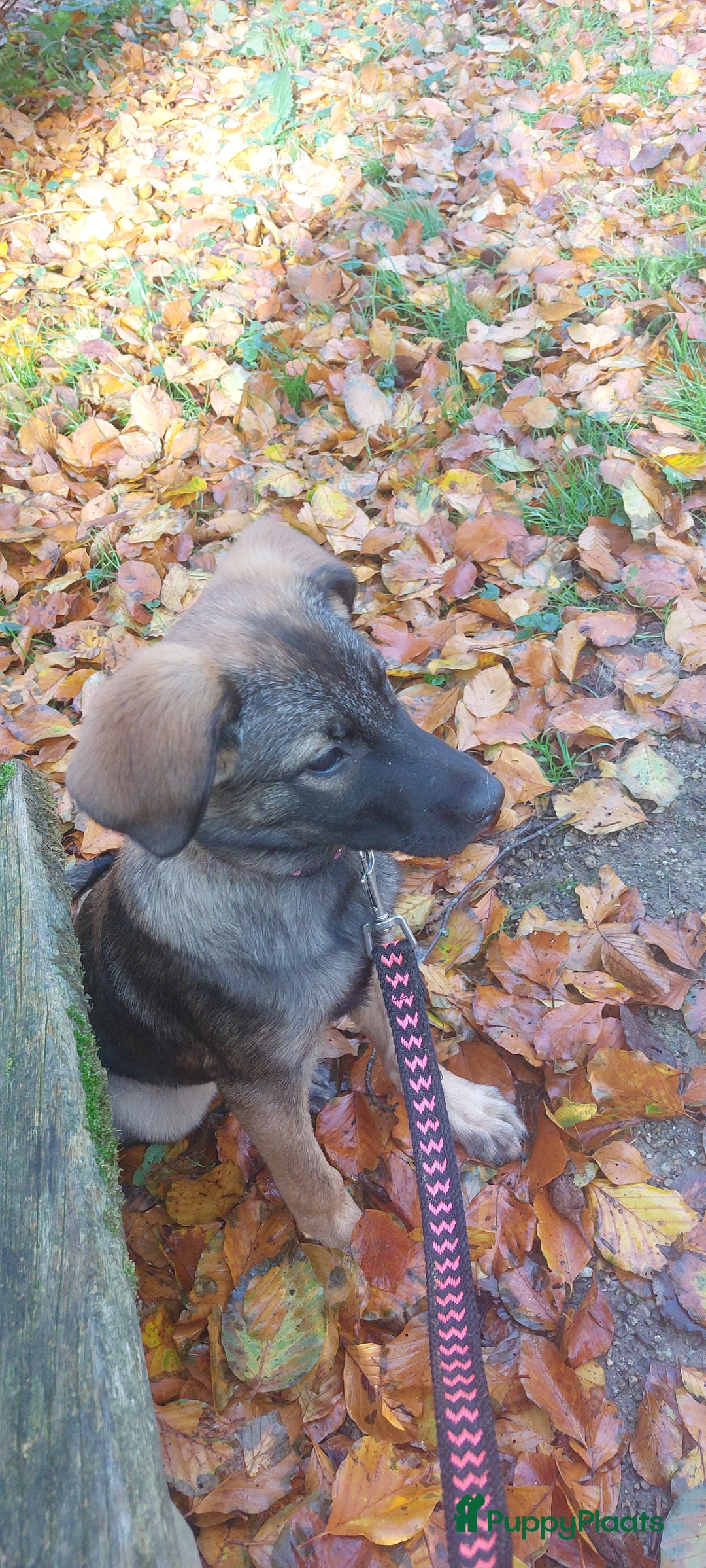 Kruising honden te koop: Lieve mechelse herder pup - Advertentie 3