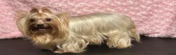 Biewer Terrier honden te koop: Classic Yorkshire teefje - Advertentie 7