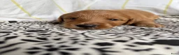 Labradoodle honden te koop: Labradoodle / 'Dubbel Doodle' pups geboren! - Advertentie 13