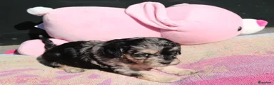 Kruising Puppy 6