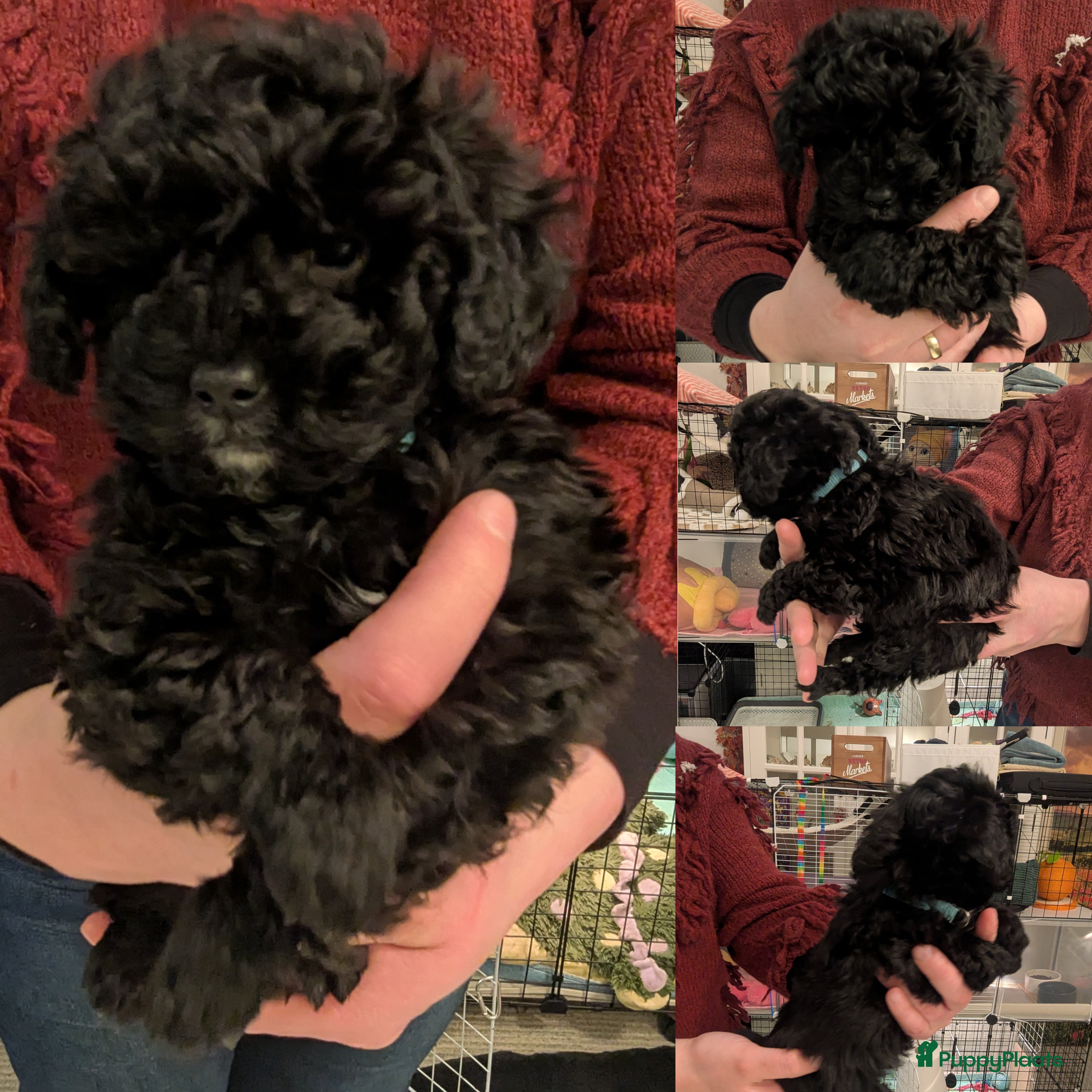 Maltipoo honden Nog 1 super lieve reu 🥰 Maltipoo F1b beschikbaar  - Advertentie 1