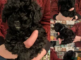 Maltipoo honden Nog 1 super lieve reu 🥰 Maltipoo F1b beschikbaar - Advertentie 1