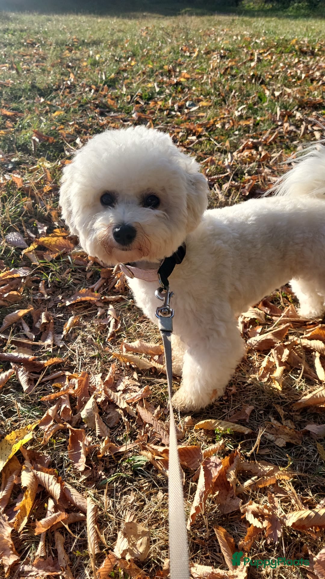 Bichon Frisé honden Koninklijke hond: Bichon Frisé met stamboom - Advertentie 2