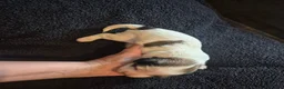 Boomer honden te koop: 5 gezonde puppy's geboren - Advertentie 11