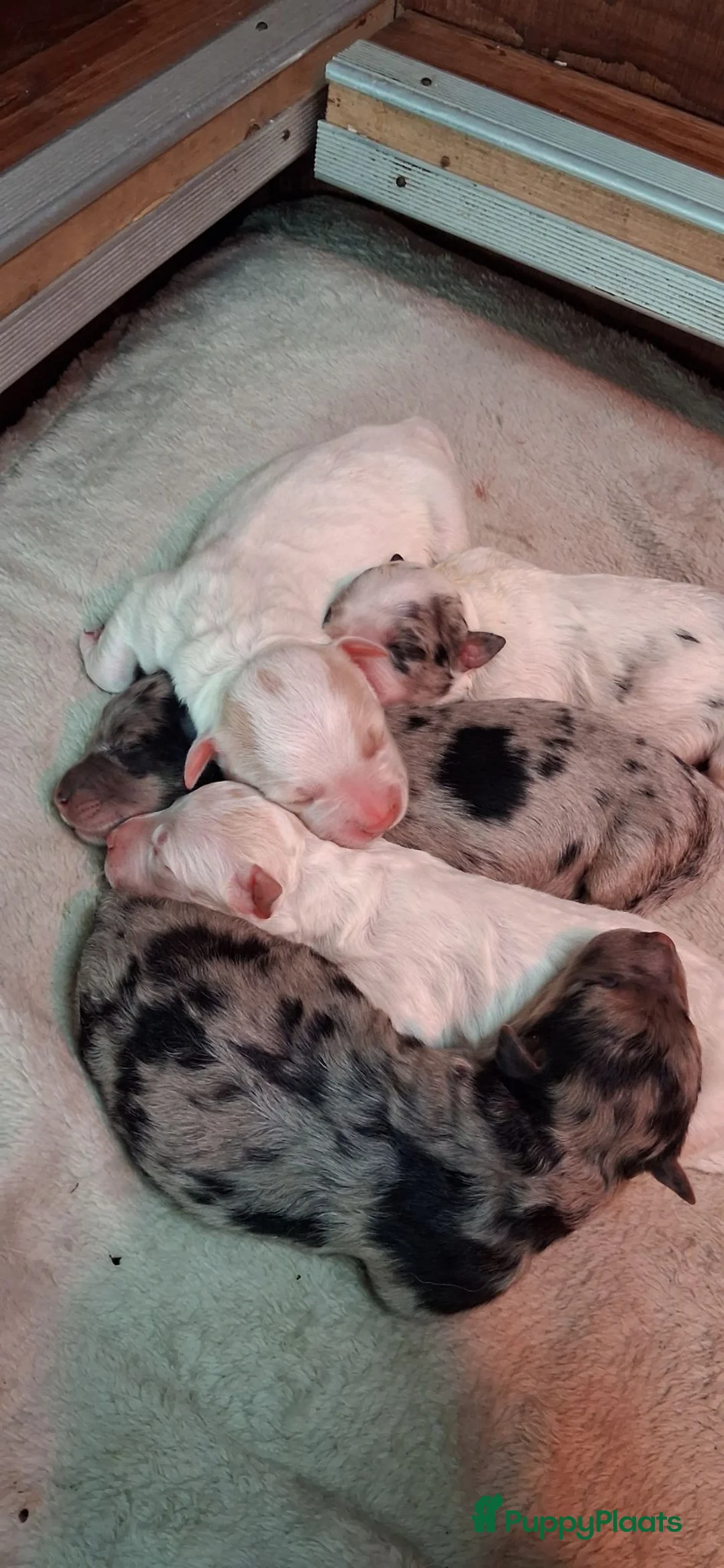 Kruising honden te koop: Corgi kruising x australian shepherd x pups - Advertentie 18