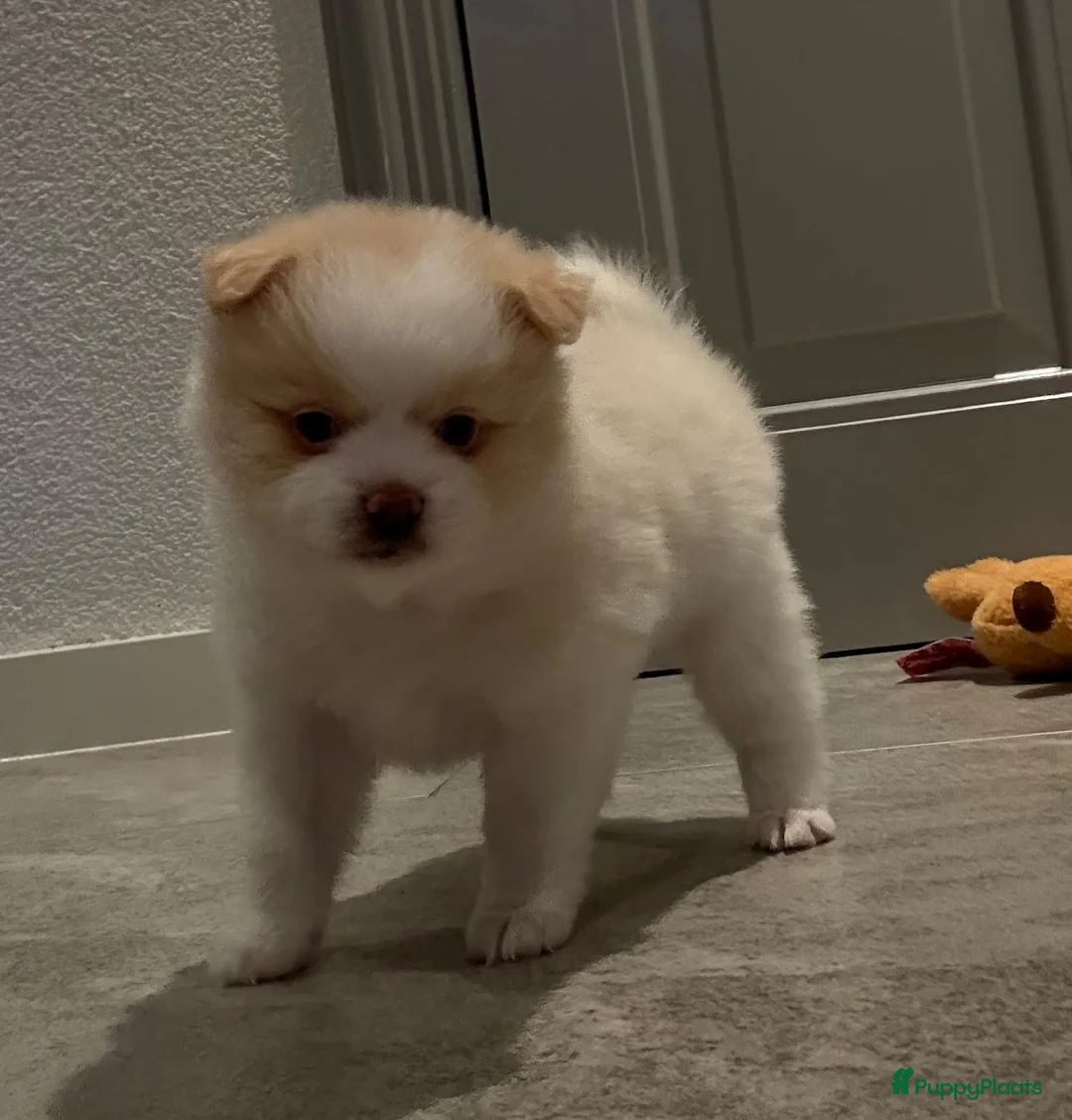 Kruising honden te koop: Teddy dog mini Chow Chow  - Advertentie 13