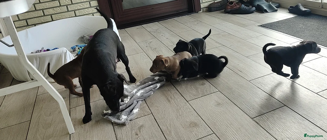 Jack Russel Terriër honden te koop: stoere patterdale pups beide ouders aanwezig ! - Advertentie 21
