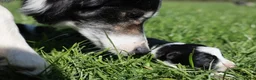 Border Collie honden te koop: Pups bordercollie - Advertentie 3