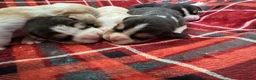 Beagle honden te koop: Beaglepups geboren!!! - Advertentie 4