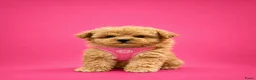 Maltipoo honden te koop: Prachtige maltipoo pups  - Advertentie 9