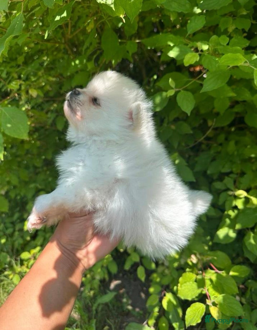 Pomeriaan honden te koop: Pomeriaan pups  - Afbeelding 3