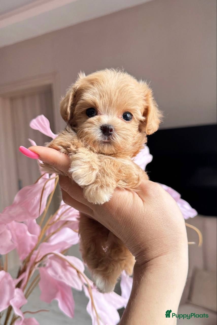 Maltipoo honden Te koop: allerliefste Maltipoo teefje - Advertentie 1