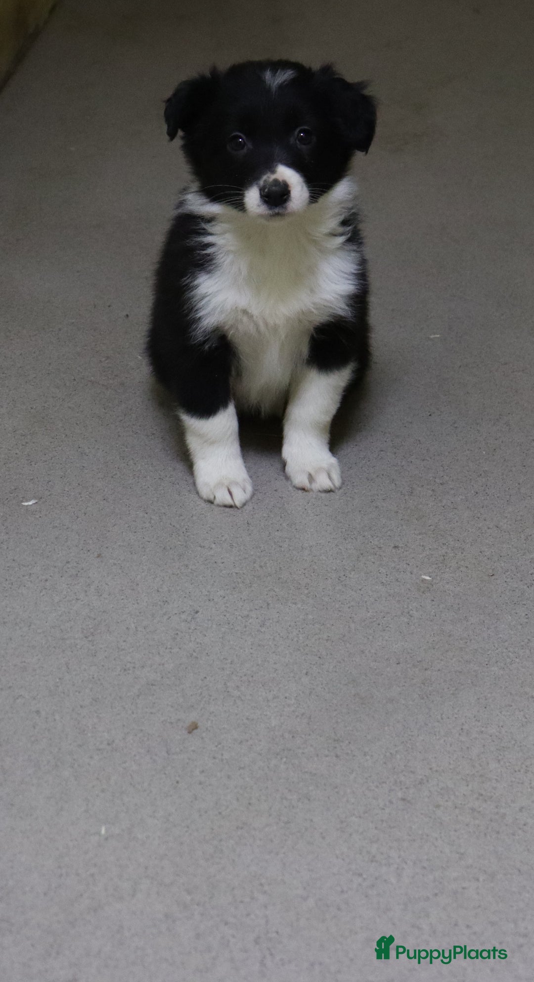 Border Collie honden te koop: Super Schattige border collie pups te koop - Advertentie 11