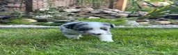 Australian Shepherd honden te koop: Australian Shepherd puppy’s - Advertentie 13