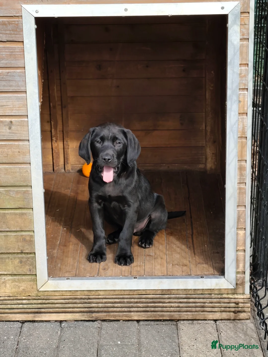 Labrador Retriever honden te koop: Fieldtrial labrador pups  - Advertentie 1
