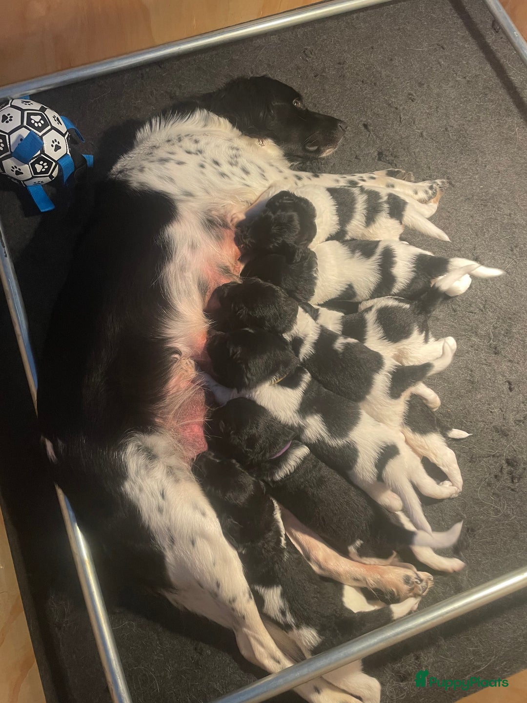 Friese Stabij honden te koop: Lieve Stabij pups met een vleugje Kelpie - Afbeelding 9