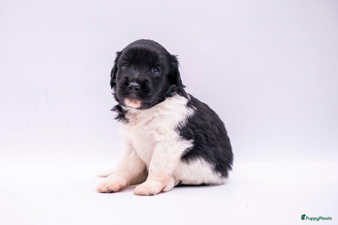 Friese Stabij honden te koop: Friese stabij pups - Advertentie 6