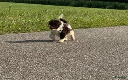 Spaanse Waterhond honden te koop: Spaanse Waterhond pups - Afbeelding 15