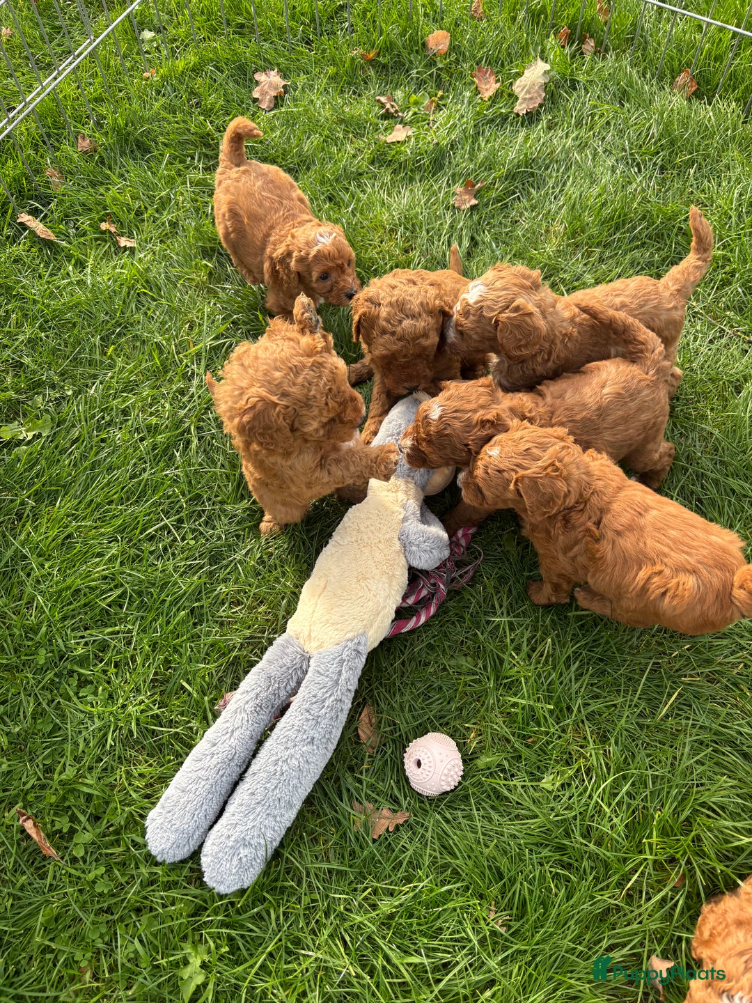 Labradoodle honden te koop: Mini labradoodle te koop - 1 teefje beschikbaar - Advertentie 2