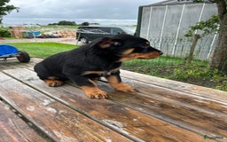 Rottweiler honden te koop: Rottweiler puppy met stamboom in IJsselmuiden - Afbeelding 9