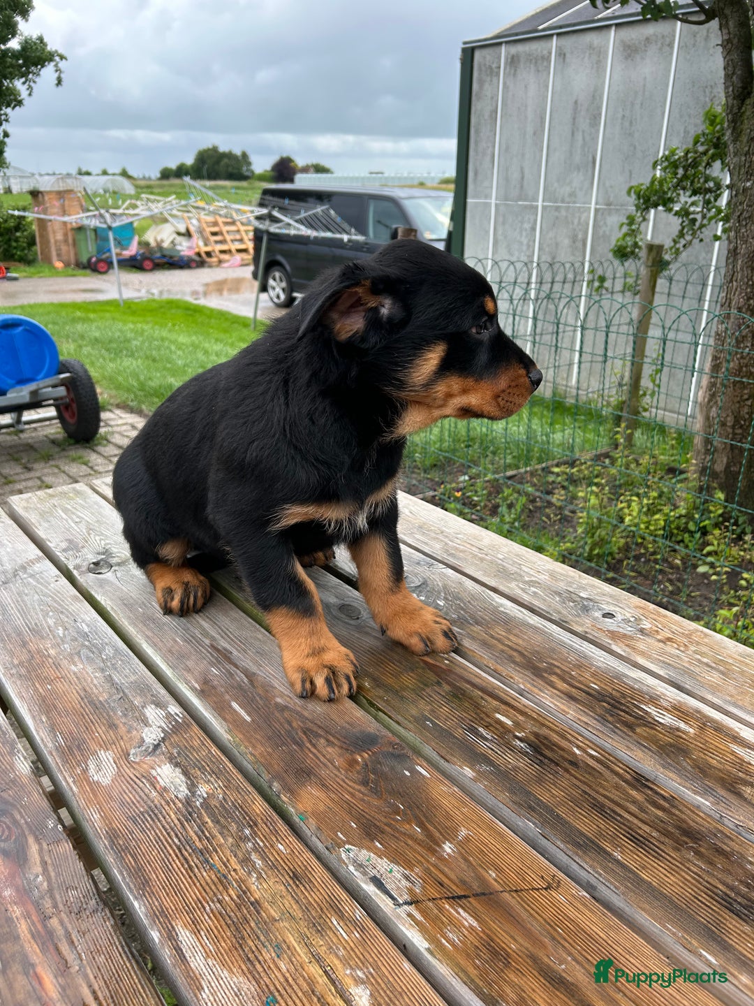 Rottweiler honden te koop: Rottweiler puppy met stamboom in IJsselmuiden - Afbeelding 9