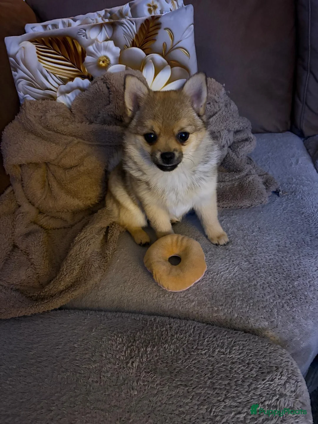 Pomchi honden te koop: Pomchi in Zutphen - Advertentie 4