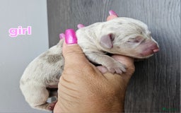 Teckel (korthaar)  honden te koop: De allermooiste dwergteckel pupjes!! - Afbeelding 25