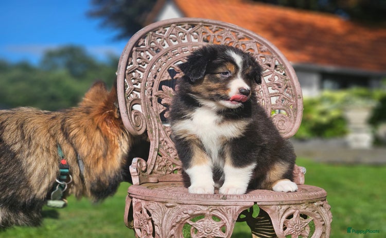 Australian Shepherd honden - Advertentie 7