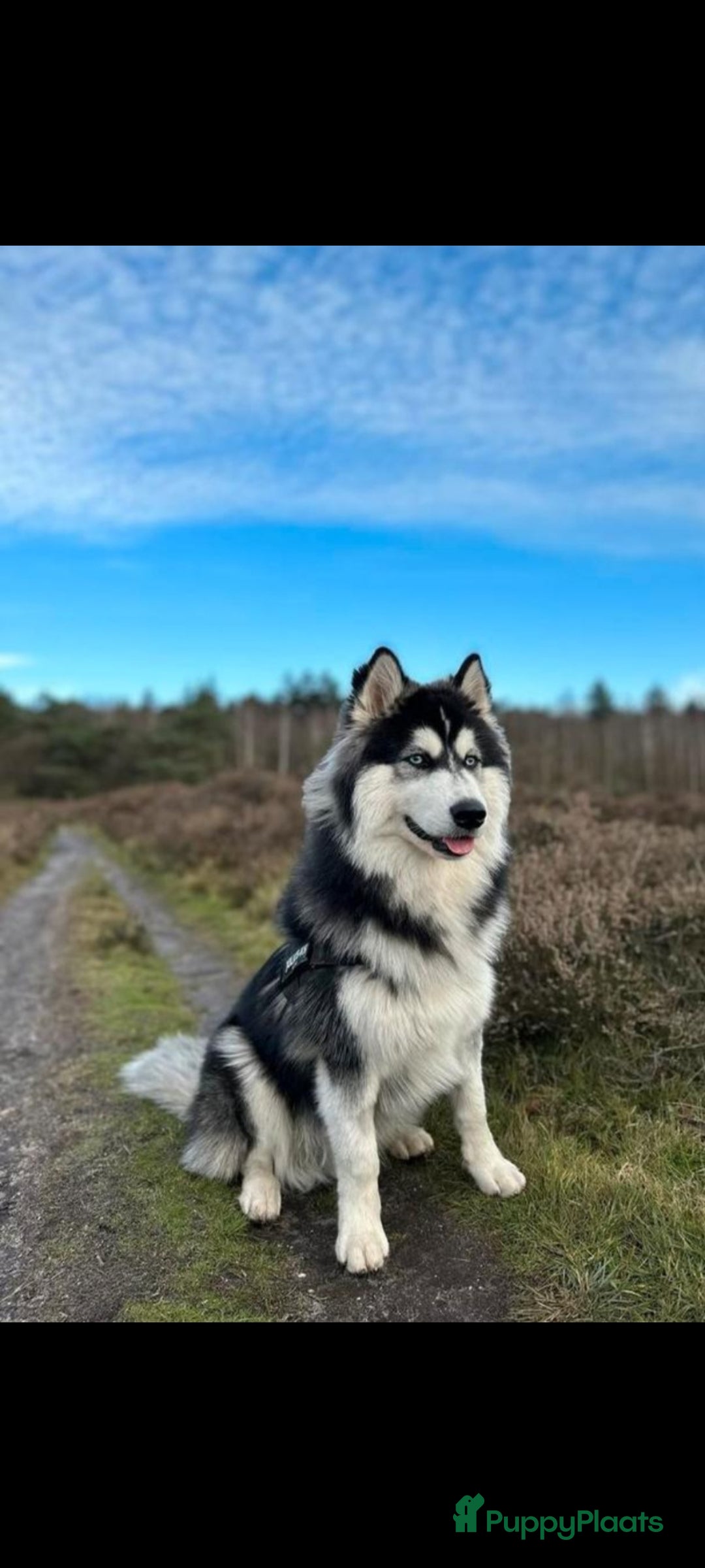 Pomsky honden te koop: Prachtige pomsky pups! - Advertentie 14