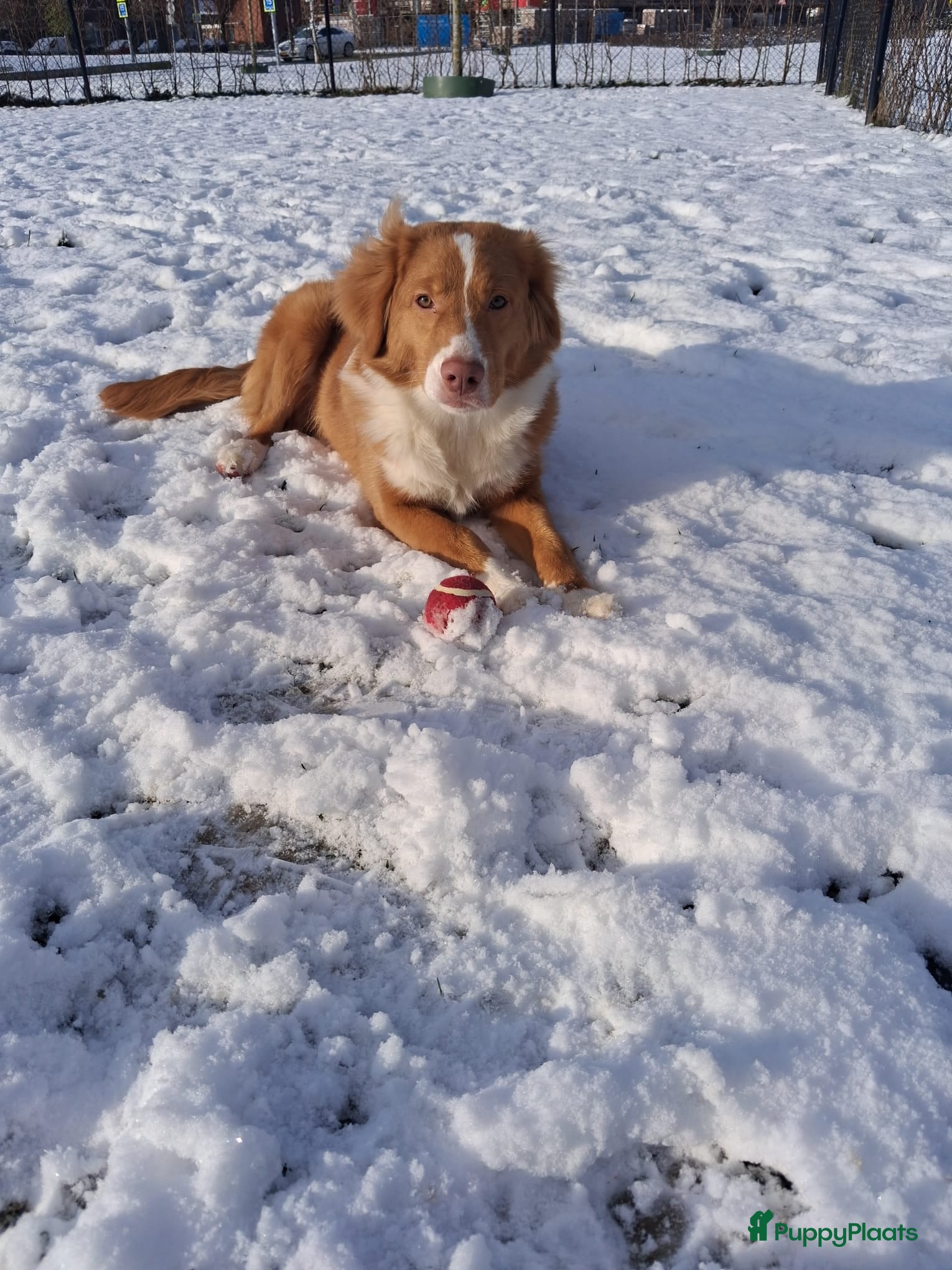 Nova Scotia Duck Tolling Retriever honden Mooie nova scotia duck tolling retriever pup - Advertentie 2
