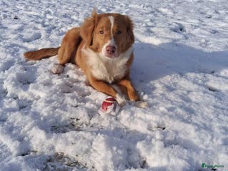 Nova Scotia Duck Tolling Retriever honden Mooie nova scotia duck tolling retriever pup - Advertentie 2