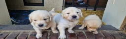 Golden Retriever honden te koop: Raszuivere golden retriever pups - Advertentie 3