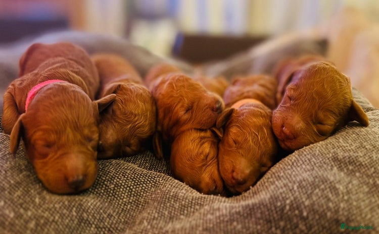 Dwergpoedel honden - Advertentie 1