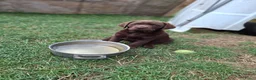 Labrador Retriever honden te koop: Raszuivere bruine labrador pups  - Advertentie 20