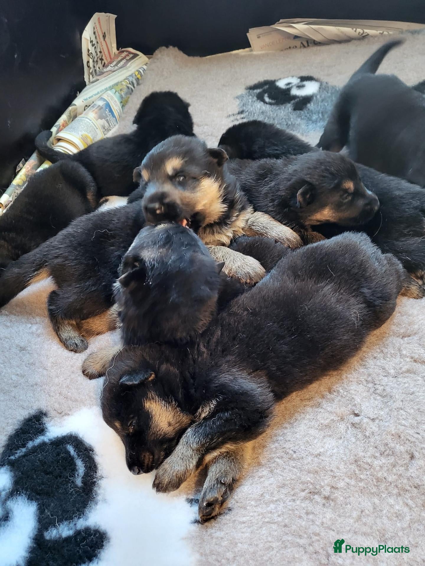 Duitse Herder honden te koop: Prachtig nest Duitse herder pups - Advertentie 2