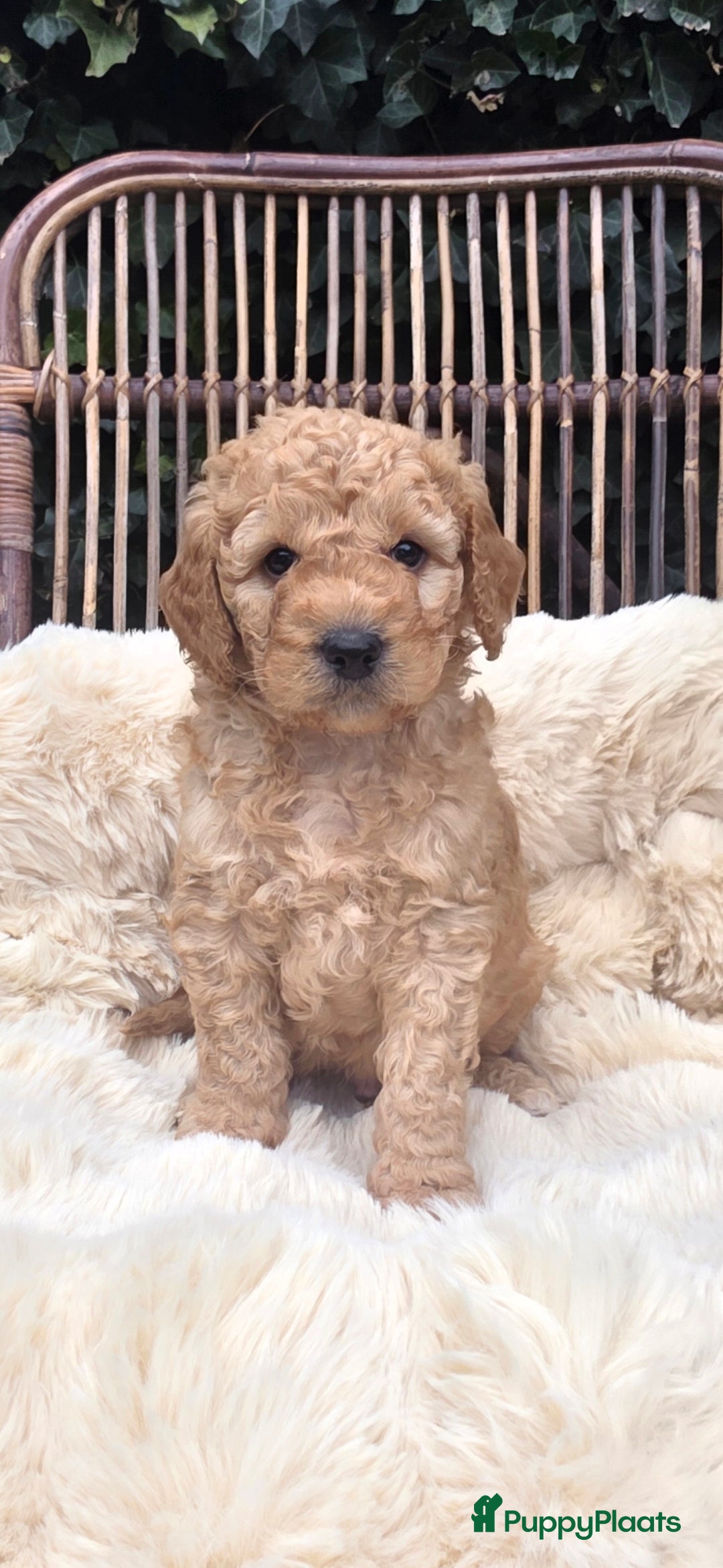 Kruising honden te koop: Goldendoodle reutjes mogen verhuizen - Advertentie 24
