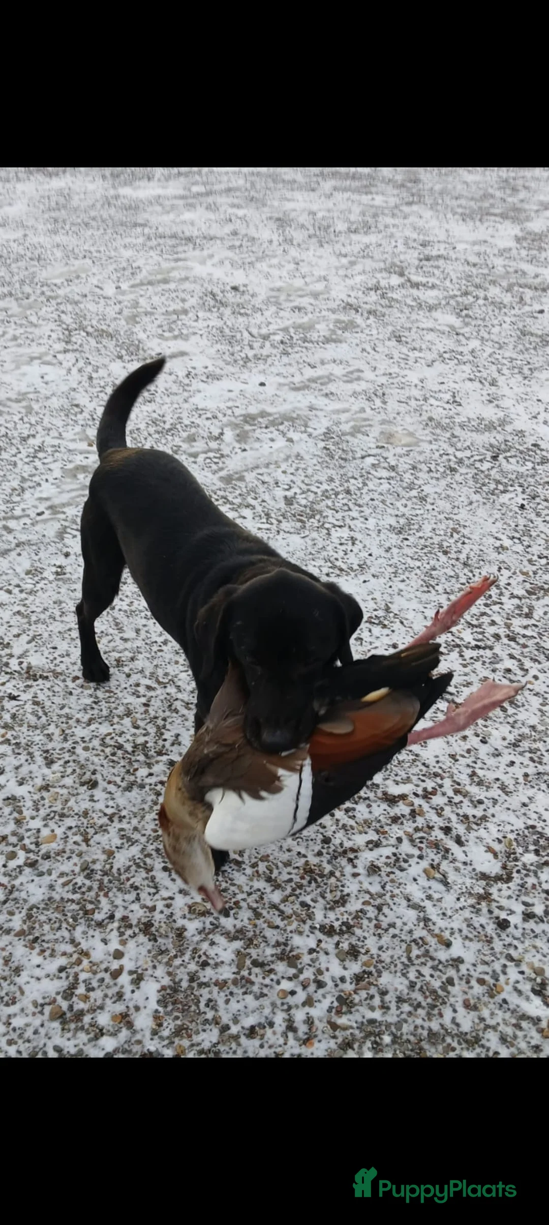 Labrador Retriever honden te koop: Field trial labrador pups  - Advertentie 7