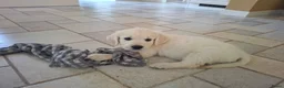 Golden Retriever honden te koop: Prachtige Golden Retriever pups met stamboom - Advertentie 4