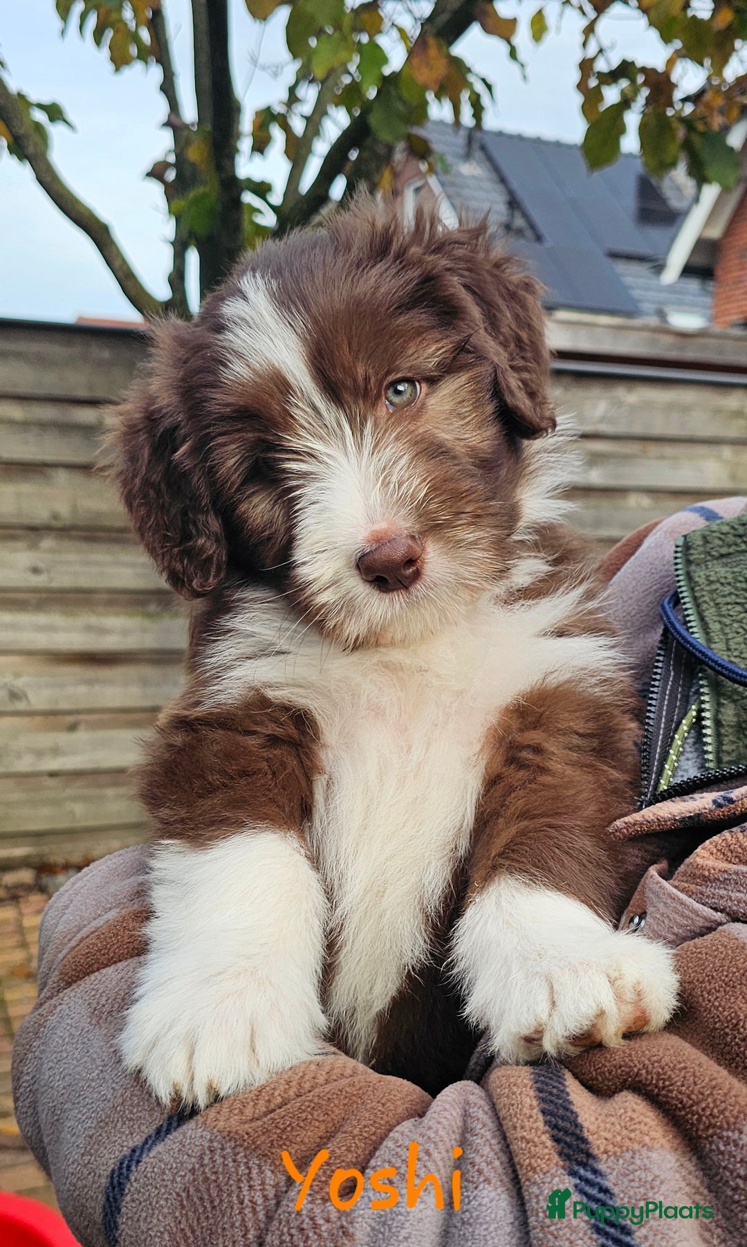Bearded Collie honden te koop: Yoshi en Mario zoeken opnieuw hun gouden mandje! - Advertentie 2