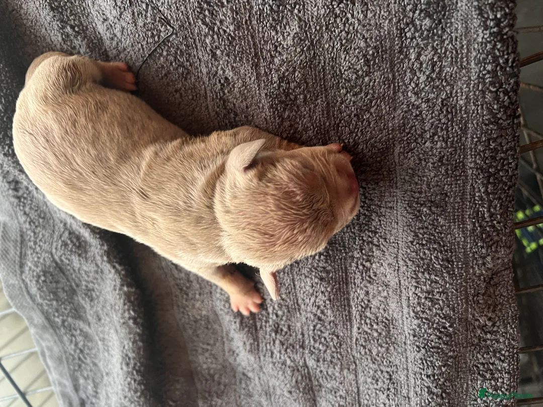 Amerikaanse Bully honden te koop: Prachtige pocket bully pups  - Advertentie 9