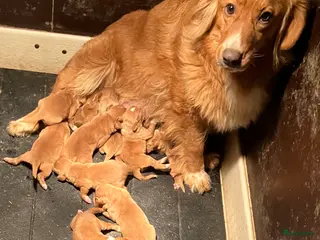 Nova Scotia Duck Tolling Retriever honden Prachtige nova scotia duck tolling retriever pups - Advertentie 3