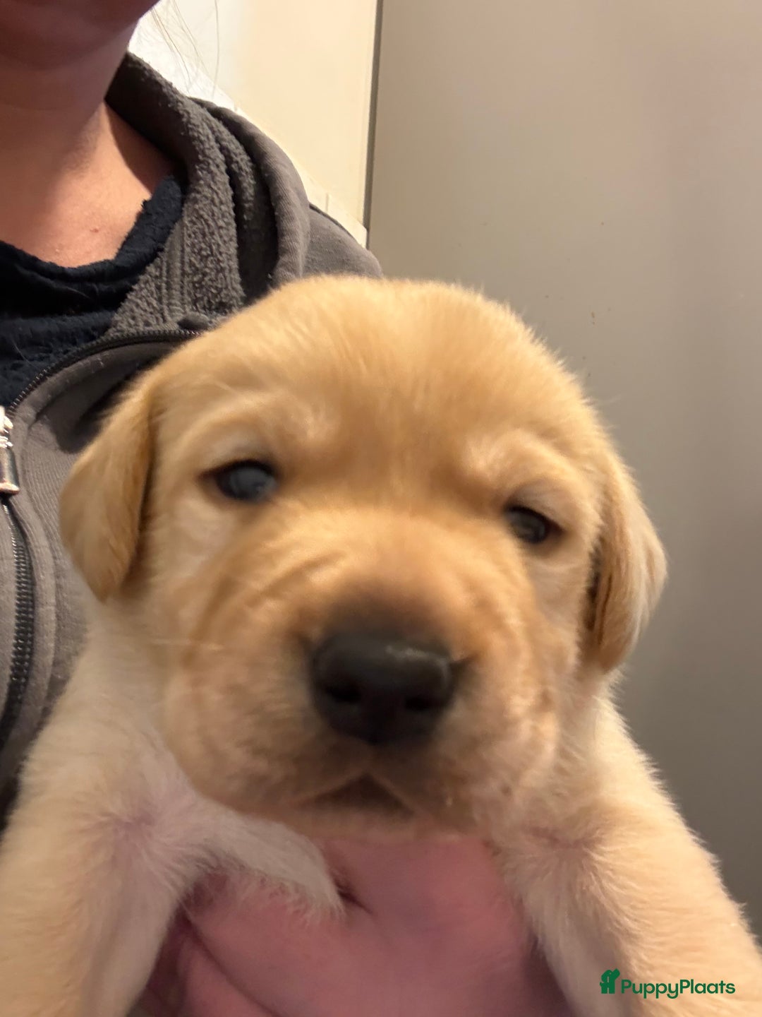 Labrador Retriever honden te koop: Labrador Retriever Pups - Advertentie 16