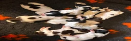 Engelse Springer Spaniel honden te koop: Engelse Springer Spaniel pups FCI stamboom - Advertentie 5