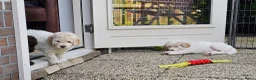 Kruising honden te koop: Wit medium doodle teefje!! - Advertentie 12