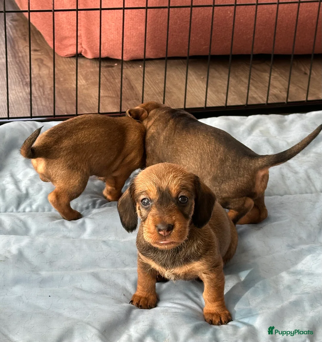 Ruwhaar Teckel honden te koop: Standaard ruwhaar teckelpups in Wilhelminaoord - Advertentie 2