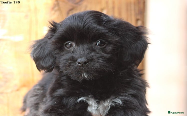 Kruising honden - Advertentie 6