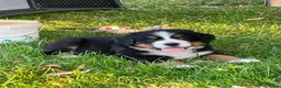 Berner Sennenhond honden te koop: Prachtige Raszuivere Berner Sennen pups te koop in Voorthuizen - Advertentie 3