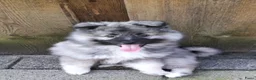 Keeshond honden te koop: Middenslag keeshond pup - Advertentie 12